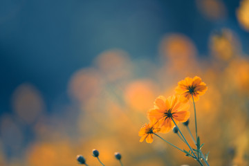 《桂林山水》的作者是谁啊？