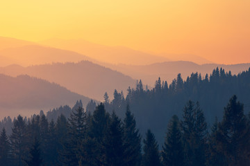 鲜花手抄报资料