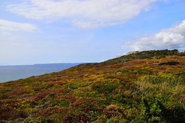 大海里都有哪些动物？