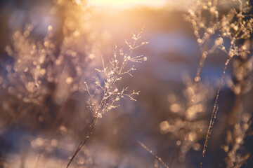 大海里都有哪些动物？