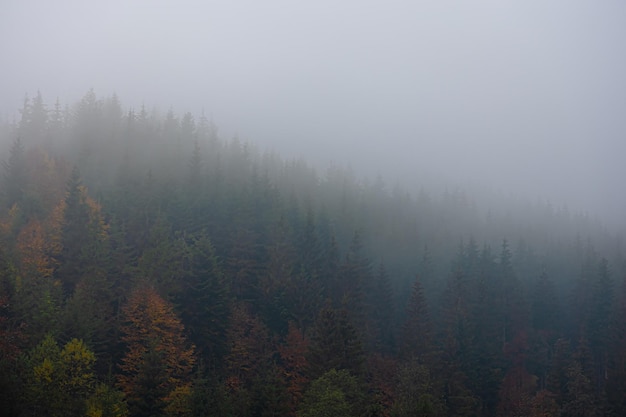 鲜花手抄报资料